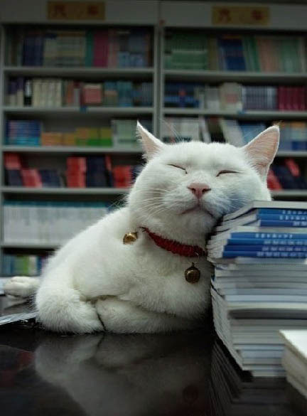 22 Funny Sleeping Cat Pictures