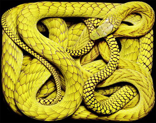 Stunning Photography of SNAKE