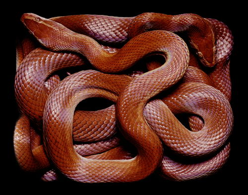 Stunning Photography of SNAKE