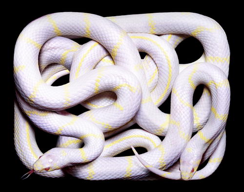 Stunning Photography of SNAKE