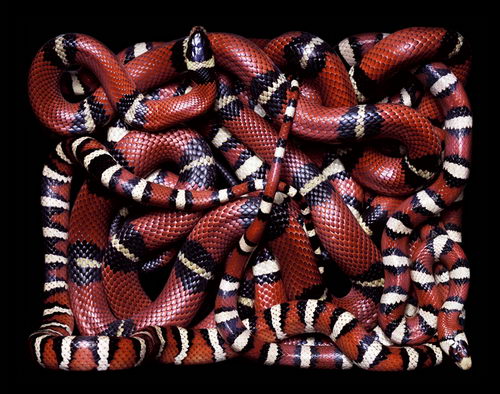 Stunning Photography of SNAKE