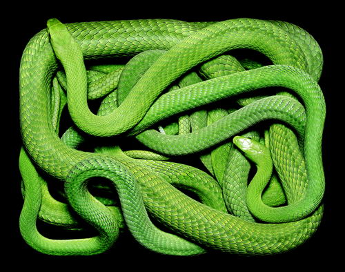 Stunning Photography of SNAKE