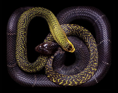 Stunning Photography of SNAKE