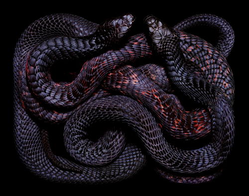 Stunning Photography of SNAKE