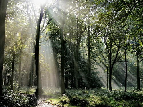 Breathtaking Sunbeams Photography