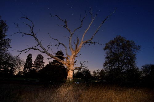Amazing Photography about A Dead Tree