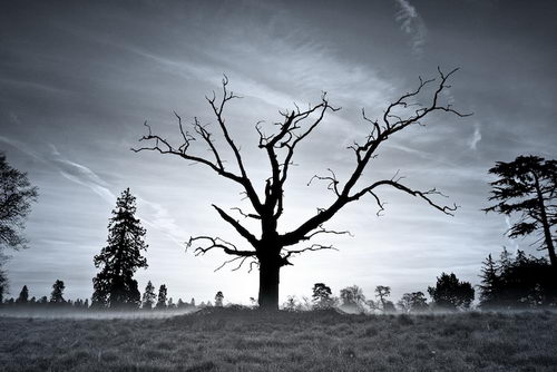 Amazing Photography about A Dead Tree