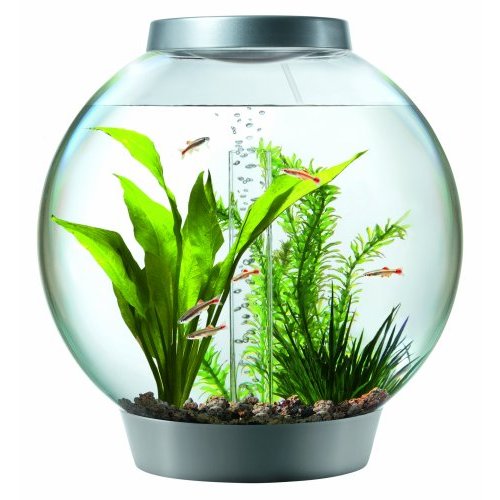 cool fish bowl ideas