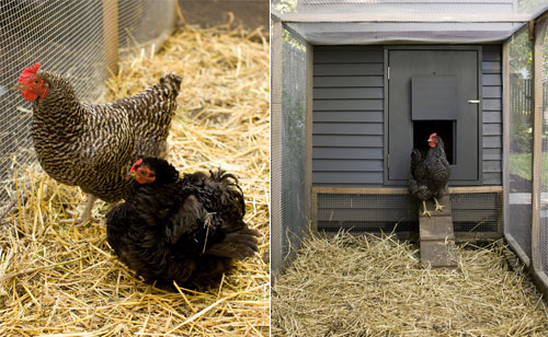 Creative Modern Chicken Coop Designs