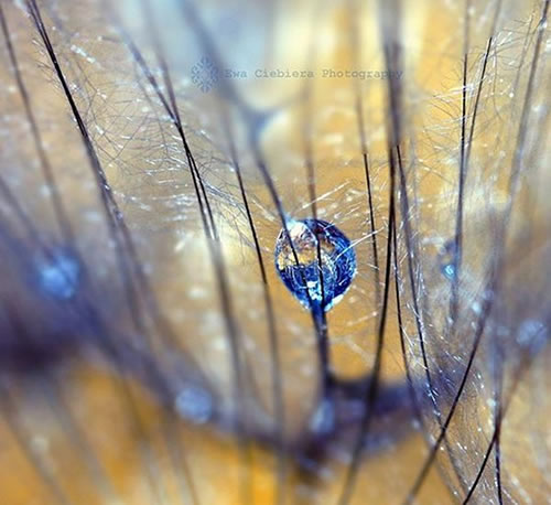 Breathtaking Photograph of Dew Drops (30 Pic)