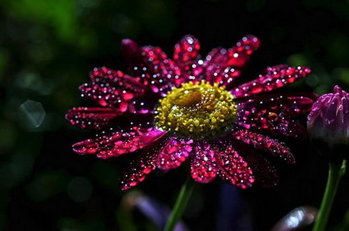 Breathtaking Photograph of Dew Drops (30 Pic)