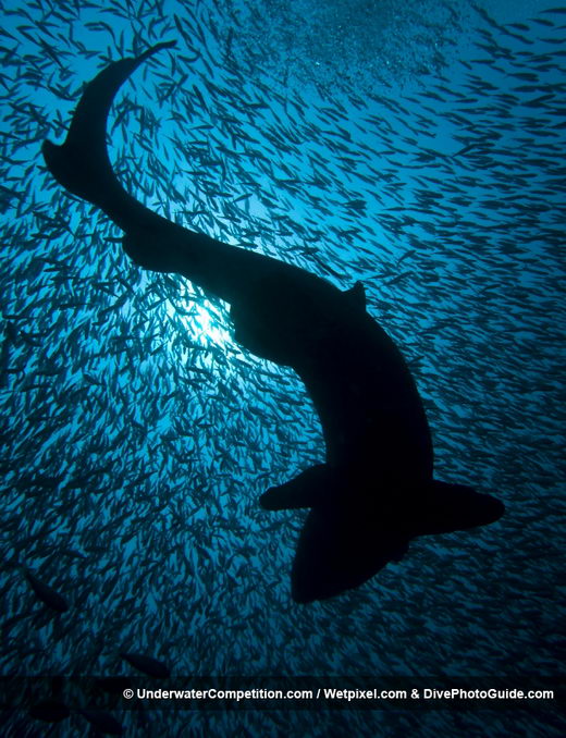 Amazing 2010 Underwater Winning Photos