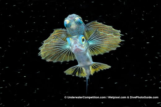 Amazing 2010 Underwater Winning Photos