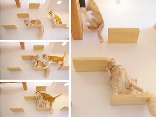 Lovely Cat House: A Playground for Cat