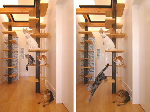 Lovely Cat House: A Playground for Cat