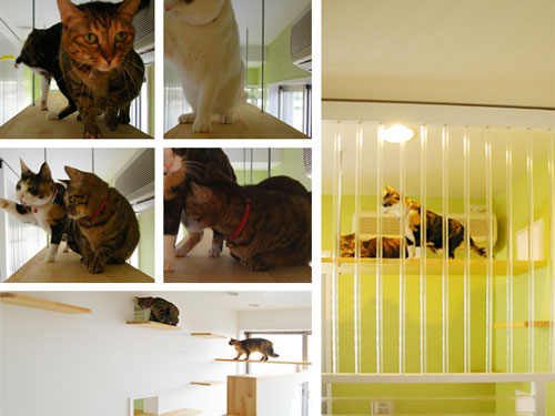 Lovely Cat House: A Playground for Cat