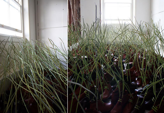 Amazing Installation: When Shoelaces Grow Like Grass 