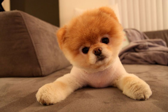 The Cutest Pomeranian Dog: Boo