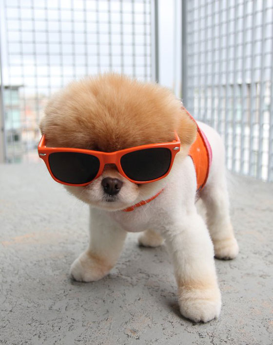 The Cutest Pomeranian Dog: Boo