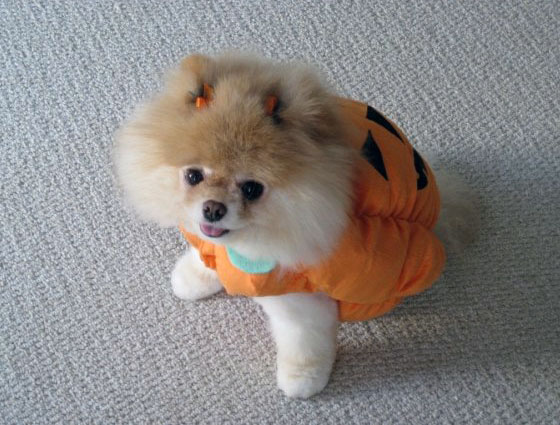 The Cutest Pomeranian Dog: Boo