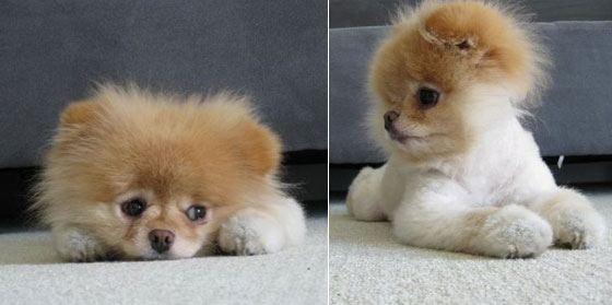 The Cutest Pomeranian Dog: Boo