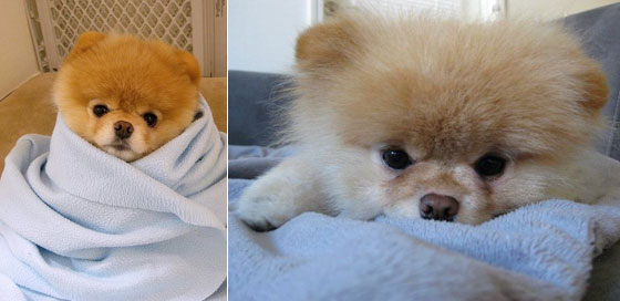 The Cutest Pomeranian Dog: Boo