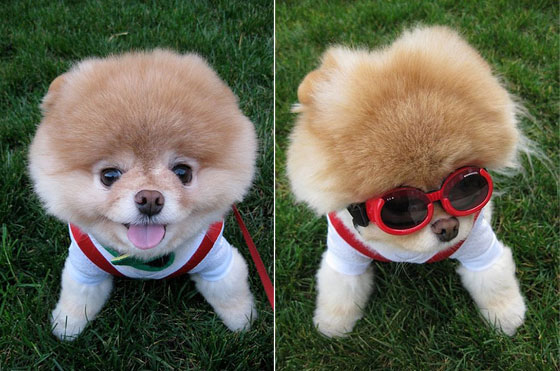 The Cutest Pomeranian Dog: Boo - Design Swan