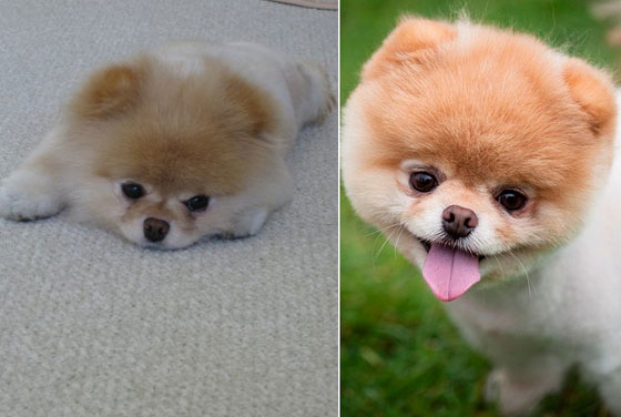 The Cutest Pomeranian Dog: Boo