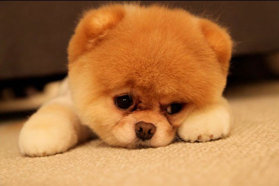 The Cutest Pomeranian Dog: Boo