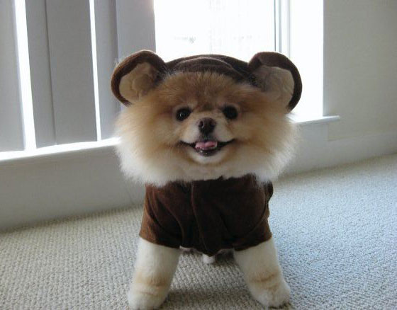 The Cutest Pomeranian Dog: Boo