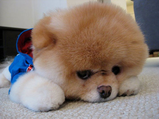 The Cutest Pomeranian Dog: Boo