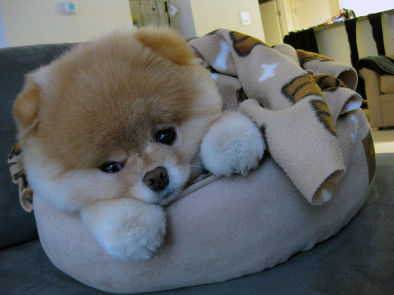 The Cutest Pomeranian Dog: Boo