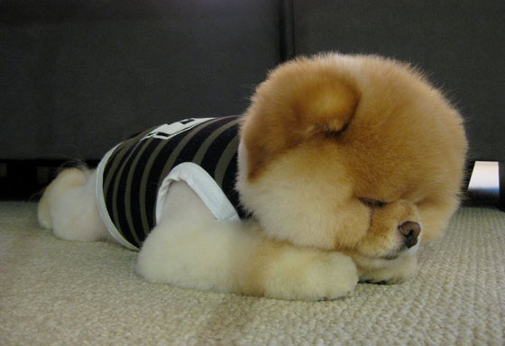 The Cutest Pomeranian Dog: Boo