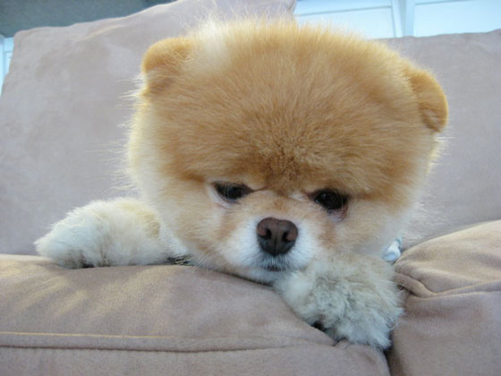 The Cutest Pomeranian Dog: Boo