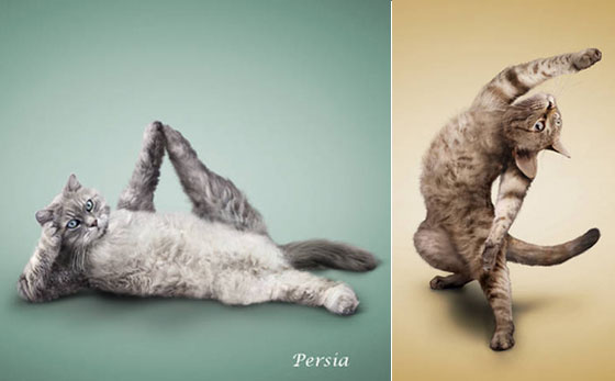 Cute and Funny: Yoga Dogs and Cats, Let's Stretch!