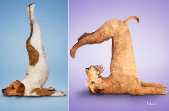 Cute and Funny: Yoga Dogs and Cats, Let's Stretch!
