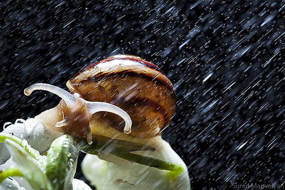 Amazing Still Photography of Snail from Suren Manvelyan