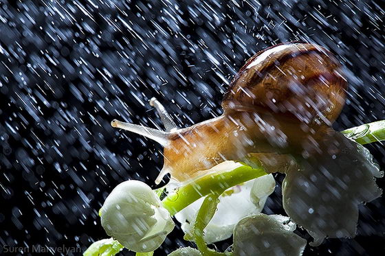 Amazing Still Photography of Snail from Suren Manvelyan
