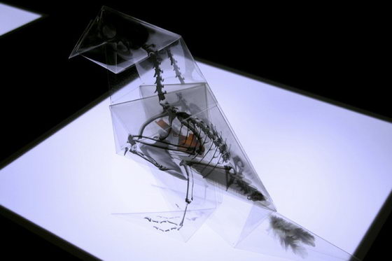 Incredible X-Ray Animal Origami