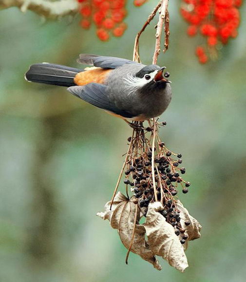 18 Amazingly Beautiful Birds Photography
