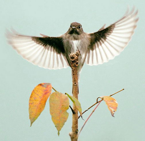 18 Amazingly Beautiful Birds Photography