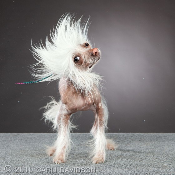 Dogs in Motion: High Speed Dog Photography Carli Davidson