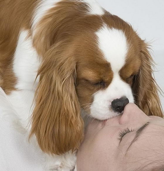 21 Emotionally Touching Photos of Relationship between Dogs and Humans