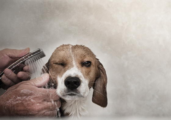 21 Emotionally Touching Photos of Relationship between Dogs and Humans