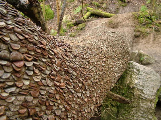 Unbelievable Money Trees: Hundreds of Coins Stuck into Tree Trunk