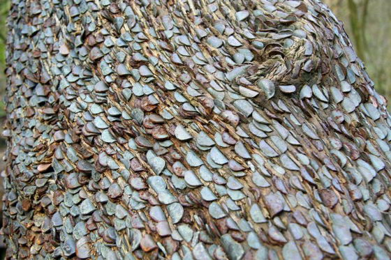 Unbelievable Money Trees: Hundreds of Coins Stuck into Tree Trunk