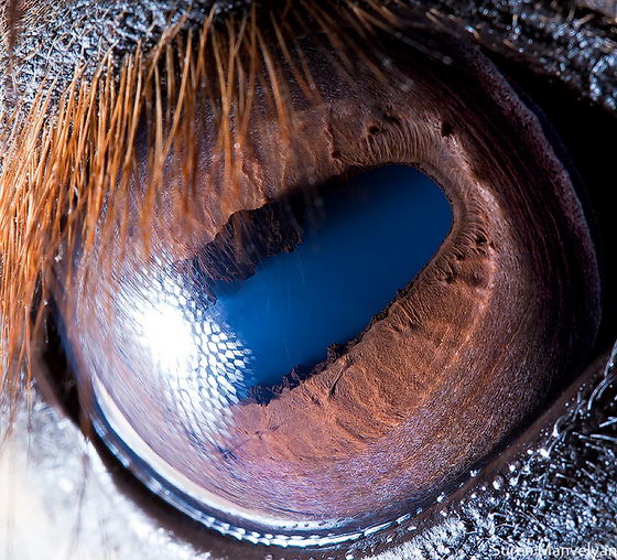10 Amazing Macro Photos of Animal Eyes by Suren Manvelyan