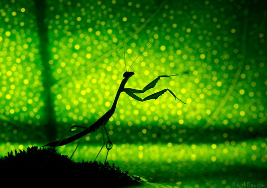 Insects in Wonderland: Amazing Macro Photography by Nadav Bagim