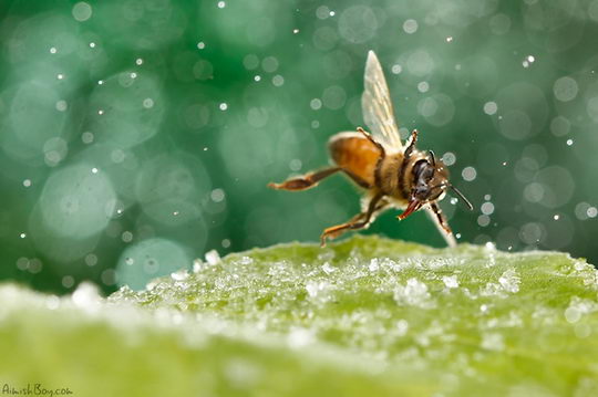 Insects in Wonderland: Amazing Macro Photography by Nadav Bagim
