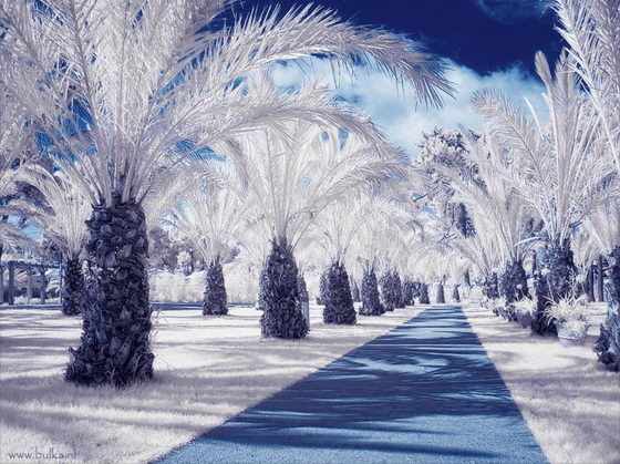 Winter Wonderland: Beautiful Infrared Photography by Maria Netsounski